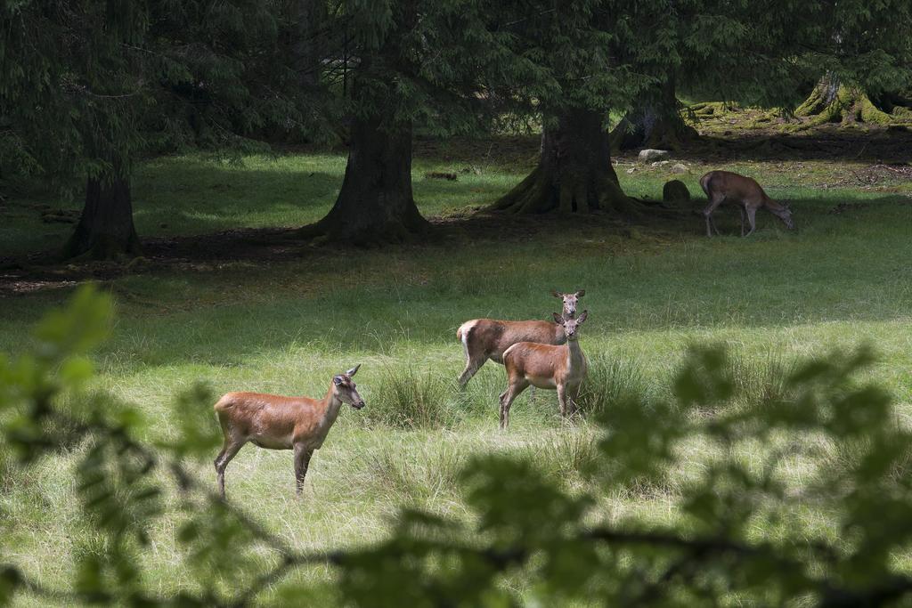 Hotel Enz Residenz Enzklösterle Zewnętrze zdjęcie